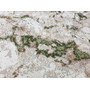Koberec EXCLUSIVE 193 cream green 80x150 cm - galéria #1